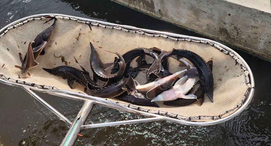 ����������� �������� ��������������� ���������: ������ ���� �������� ������������