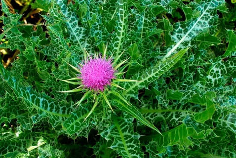 � ������ ���������� ���������� ����������� ���� ���� ��ʻ