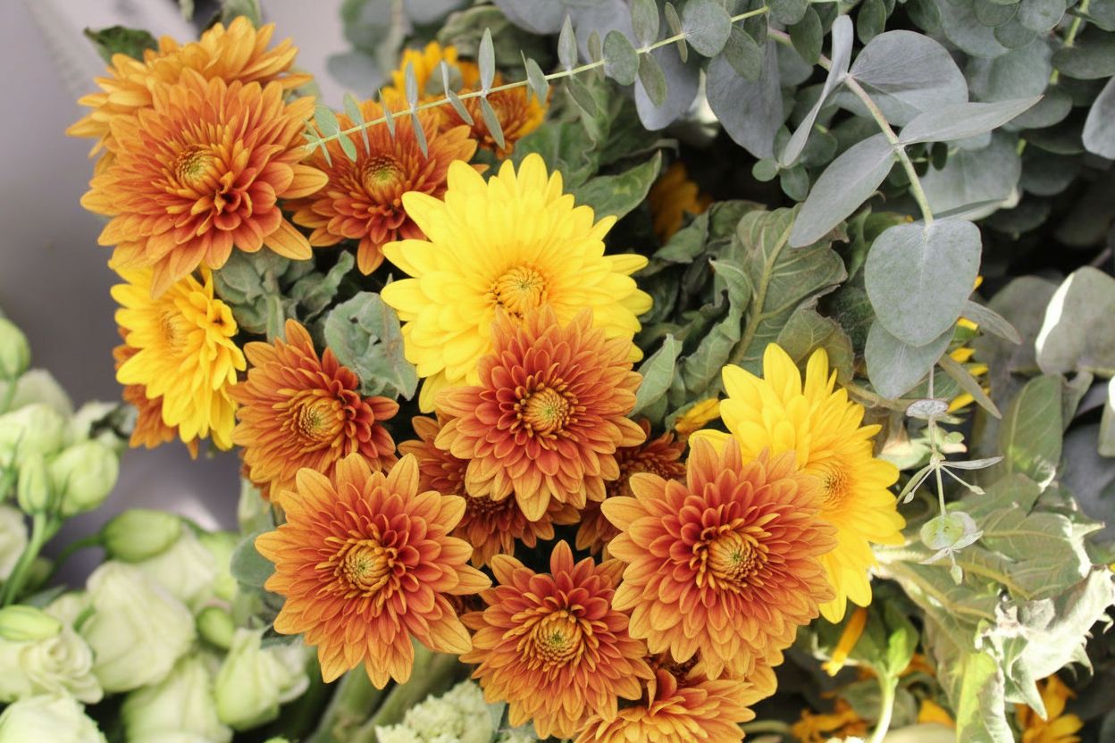 ������� ����������� ������ ��������� ���������� ��� ������������� ����������